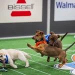 See Spot run: Photos from a historic Puppy Bowl